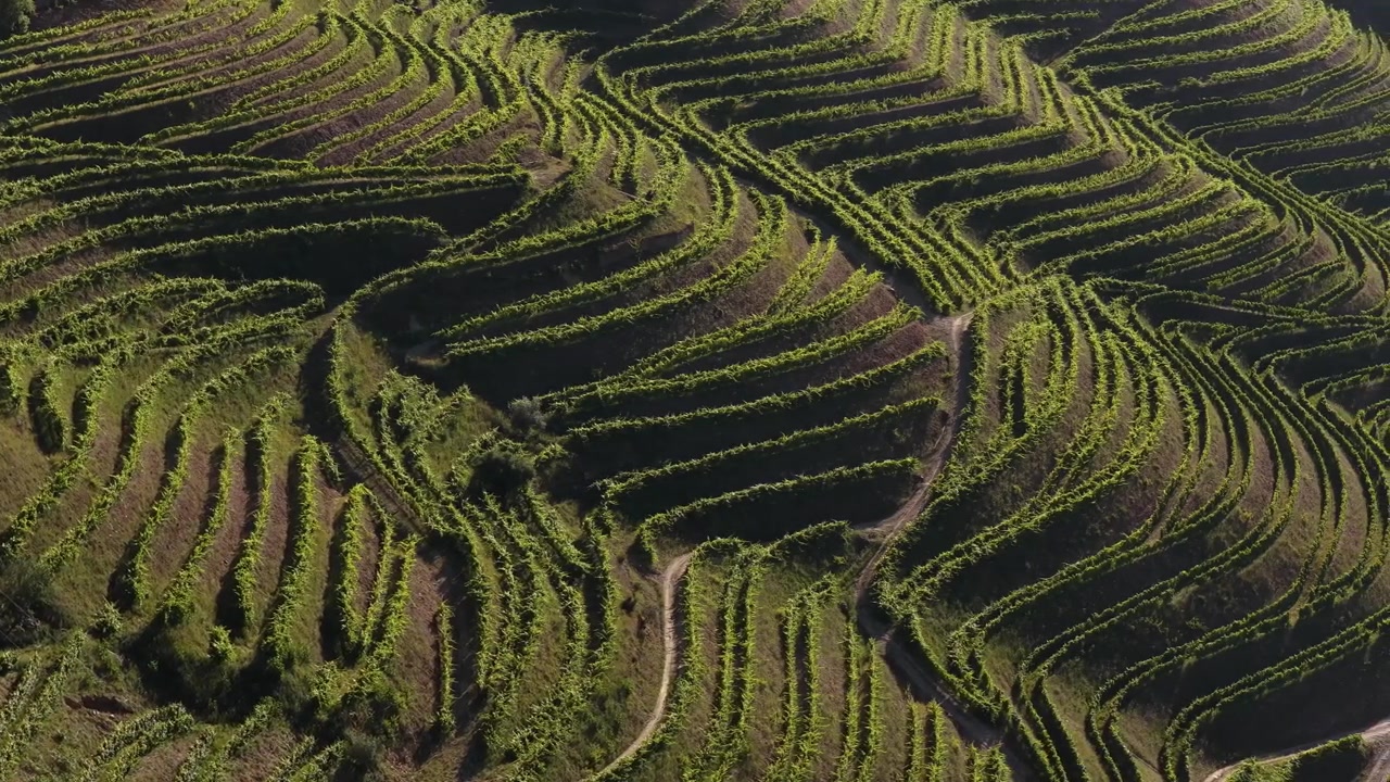 Splendide riprese con drone delle piantagioni di vigneti e dei terrazzamenti vinicoli della Valle dell'Alto Douro.