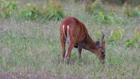 Especies-Exóticas-Muntjac-Común,-Un-Pequeño-Herbívoro-Ladrando-Ciervos-Pastando-En-La-Hierba-En-Una-Pradera-Tropical-En-Tailandia,-Asia