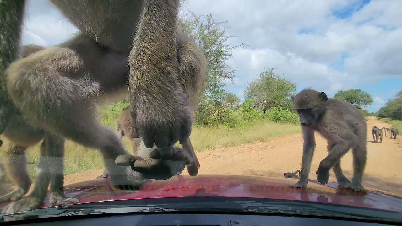 pack of vervet monkeys climbing up a car's windshield in the wild, and walking on the hood of the car