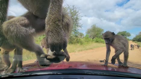 Manada-De-Monos-Verdes-Trepando-Por-El-Parabrisas-De-Un-Auto-En-La-Naturaleza-Y-Caminando-Sobre-El-Capó-Del-Auto