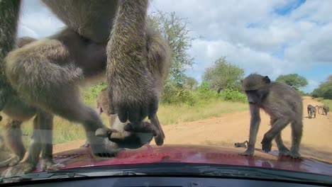 un grupo de monos vervet subiendo al parabrisas de un coche en la naturaleza, y caminando sobre el capó del coche