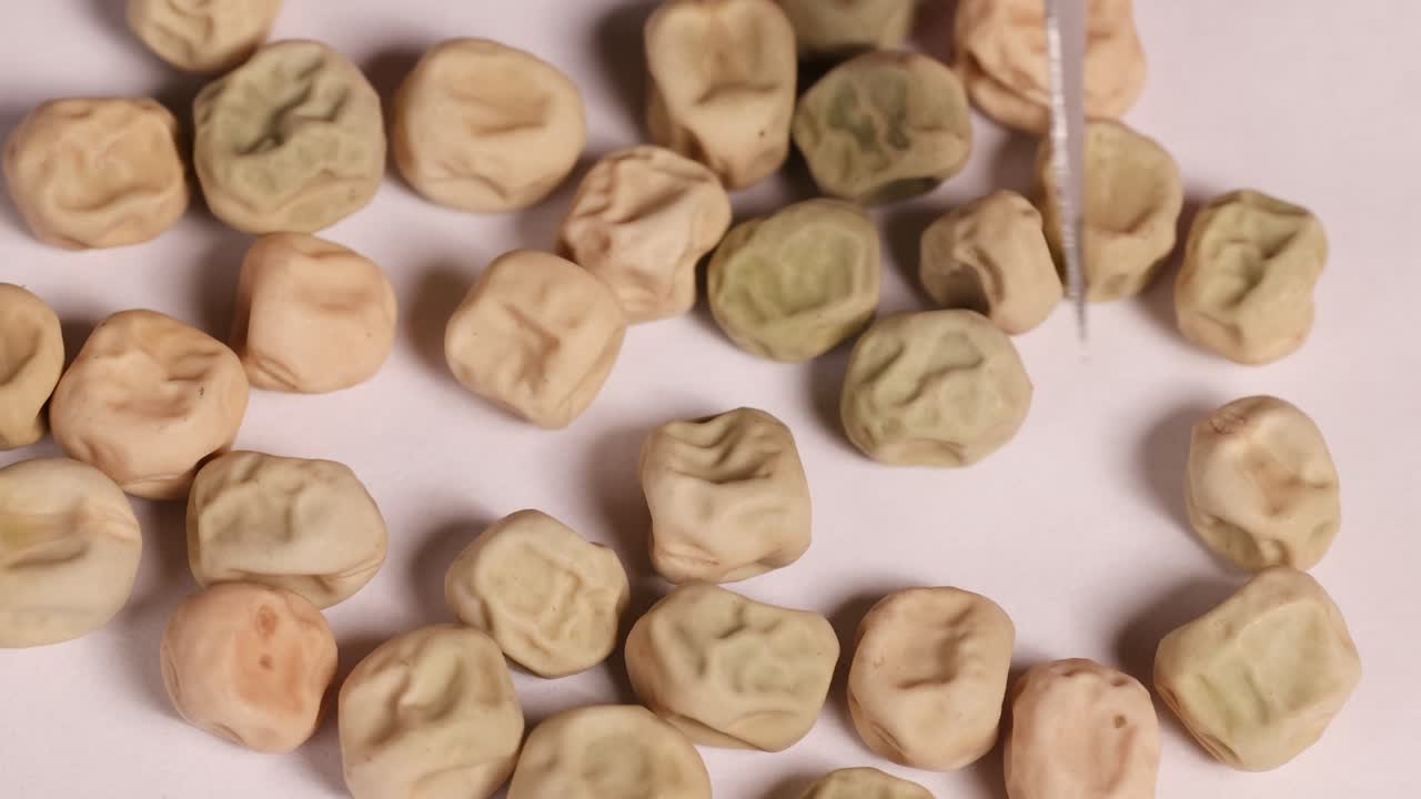 Close-up video of a scalpel sorting dwarf pea seeds on a white surface under bright lighting
