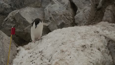 cute chinstrap penguin walking towards tourist flag, big rocks