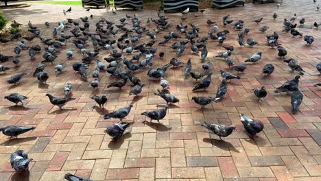a flock of black pigeons are eating leftover foods in the park, panning right.