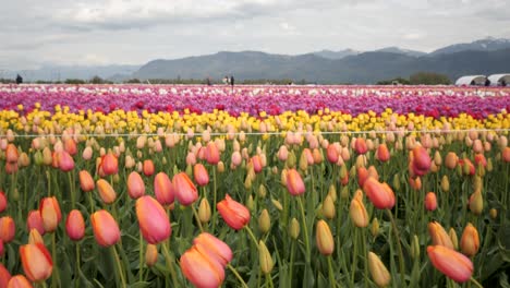 Hermosas-Filas-De-Flores-De-Tulipanes-Bailando-En-El-Viento,-Festival-De-Flores-De-Tulipanes-Columbia-Británica