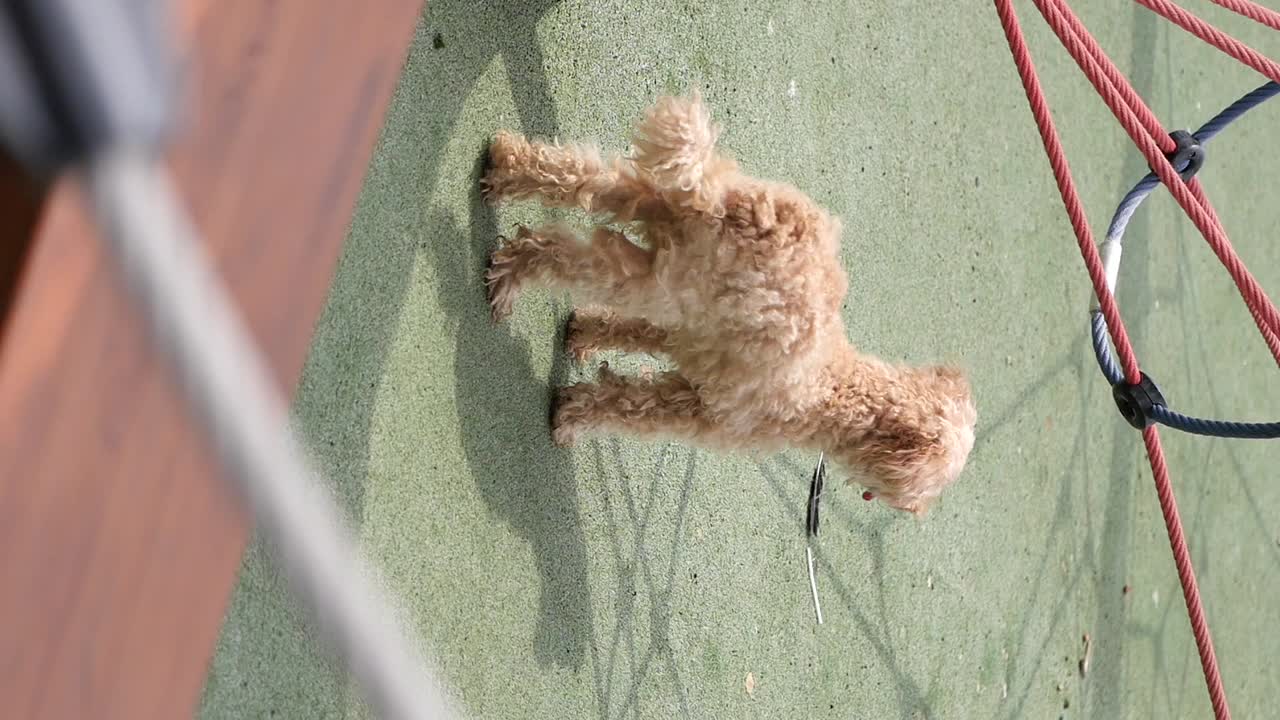 Cane Barbone carino in piedi che scodinzola su una superficie verde del parco giochi