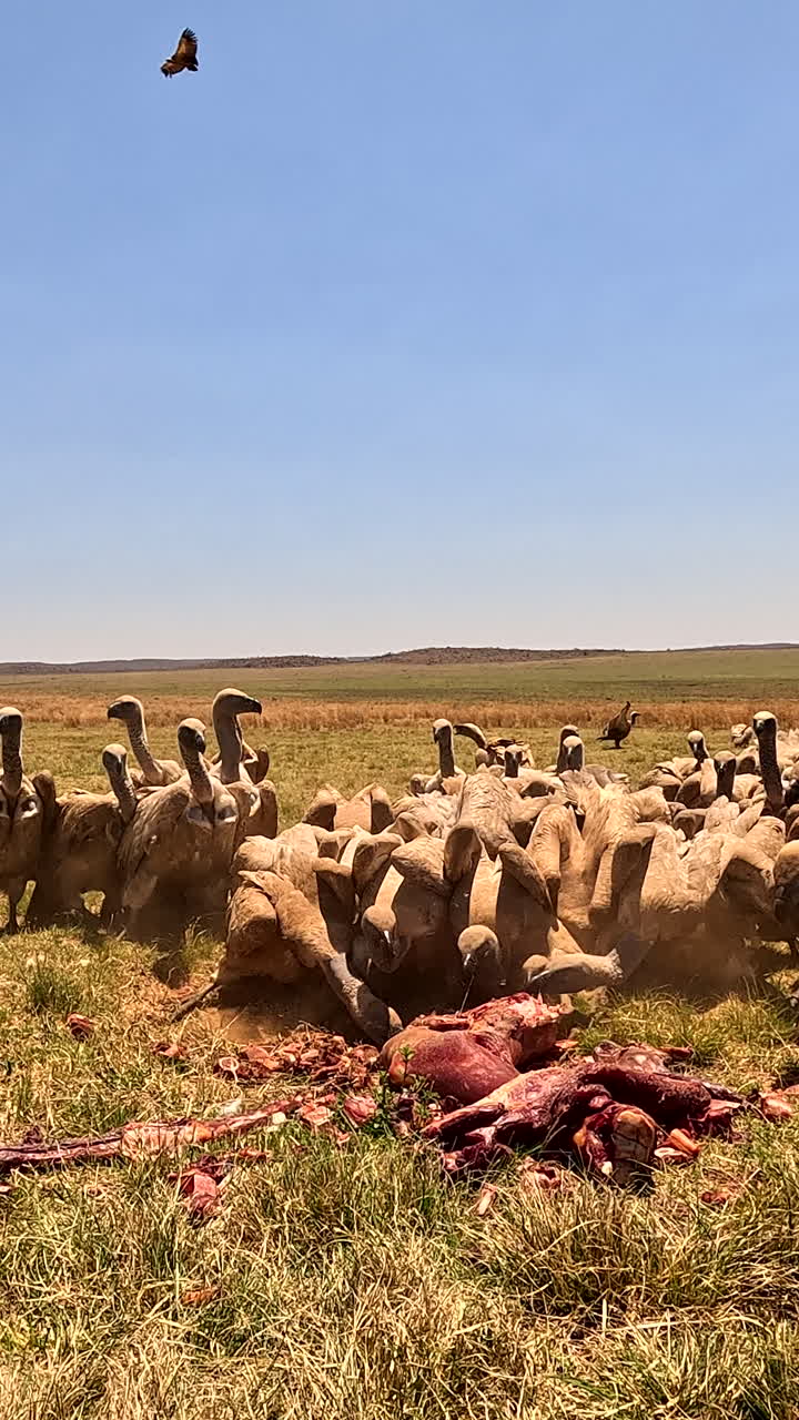 Carrion eaters white-backed vultures fighting to feed on carcass. VERTICAL