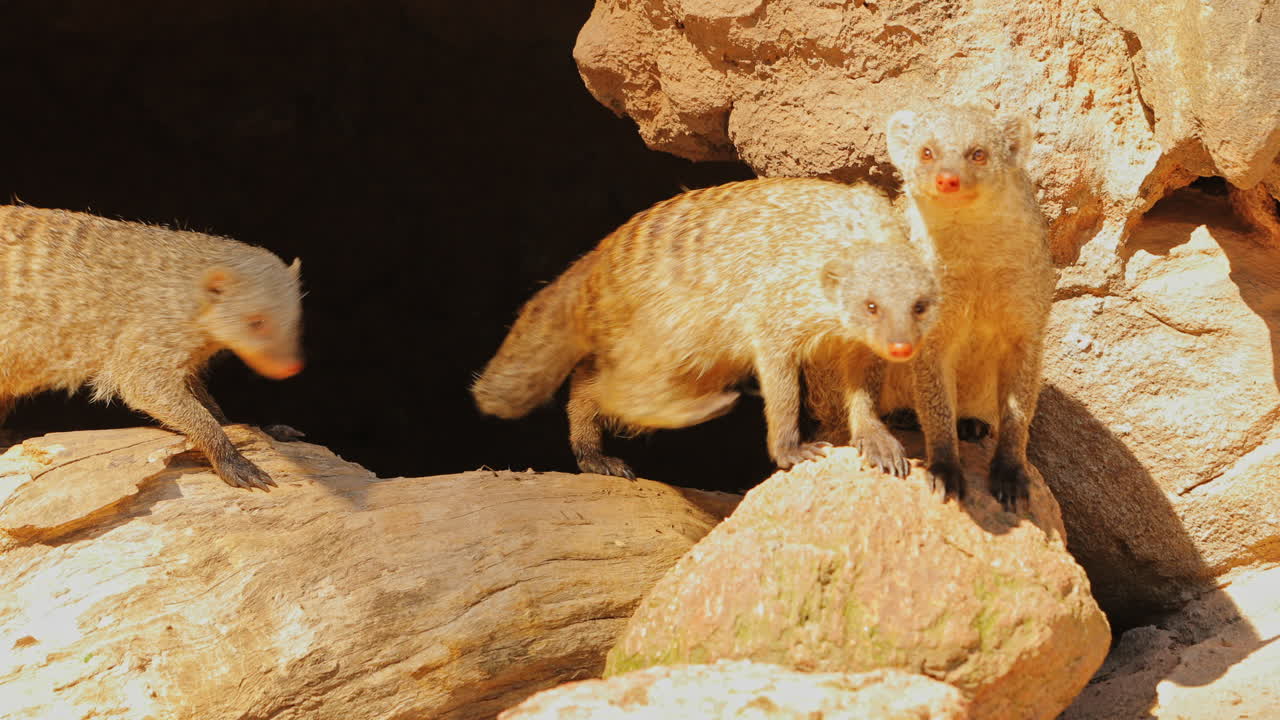햇빛 아래에서 하루를 시작하기 위해 어두운 동굴을 떠나는 몽구스