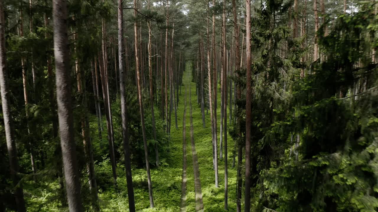 Volando attraverso una giovane foresta di abeti in un parco naturale