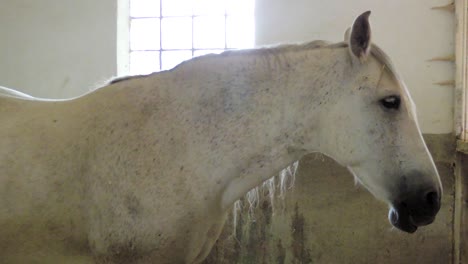 un caballo blanco está parado en un establo esperando ser alimentado