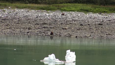 Oso-Comiendo-En-La-Playa-Rocosa-De-Alaska