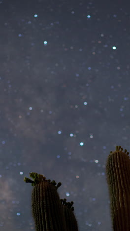 star lapse with cactus in vertical format