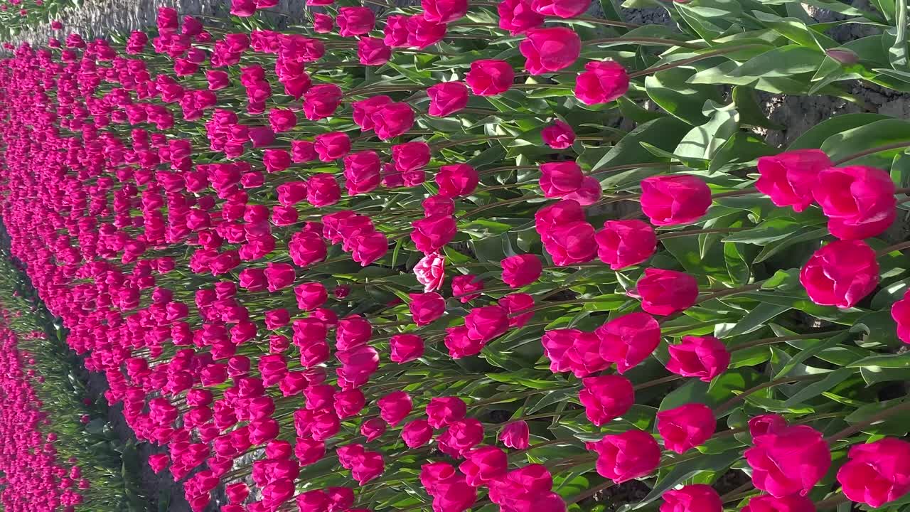 primer plano de tulipanes púrpuras que florecen en los campos