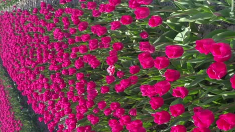 close-up of purple tulips blooming in the fields