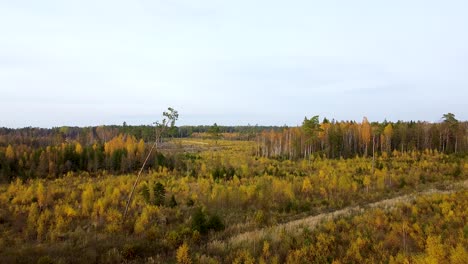 Wunderschöne-Luftaufnahmen,-Flug-über-Farbenfrohen-Herbstwald-Mit-Gelben-Birken-Und-Tannen,-Weitwinkel-Drohnenaufnahme,-Die-Sich-Rückwärts-Bewegt