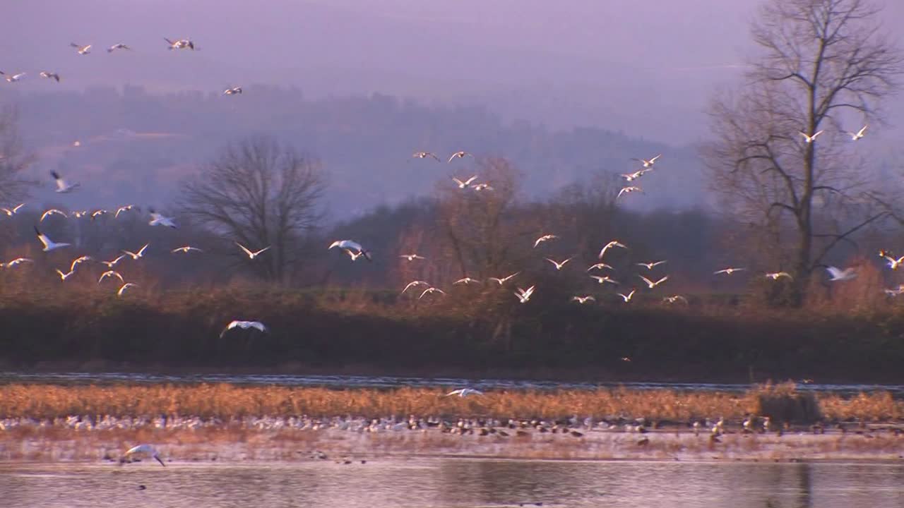 흰 새가 물과 산 위를 날다 2