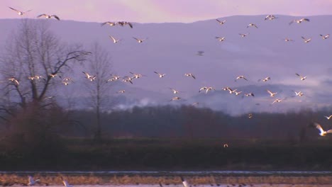 white birds fly over water and mountains 2