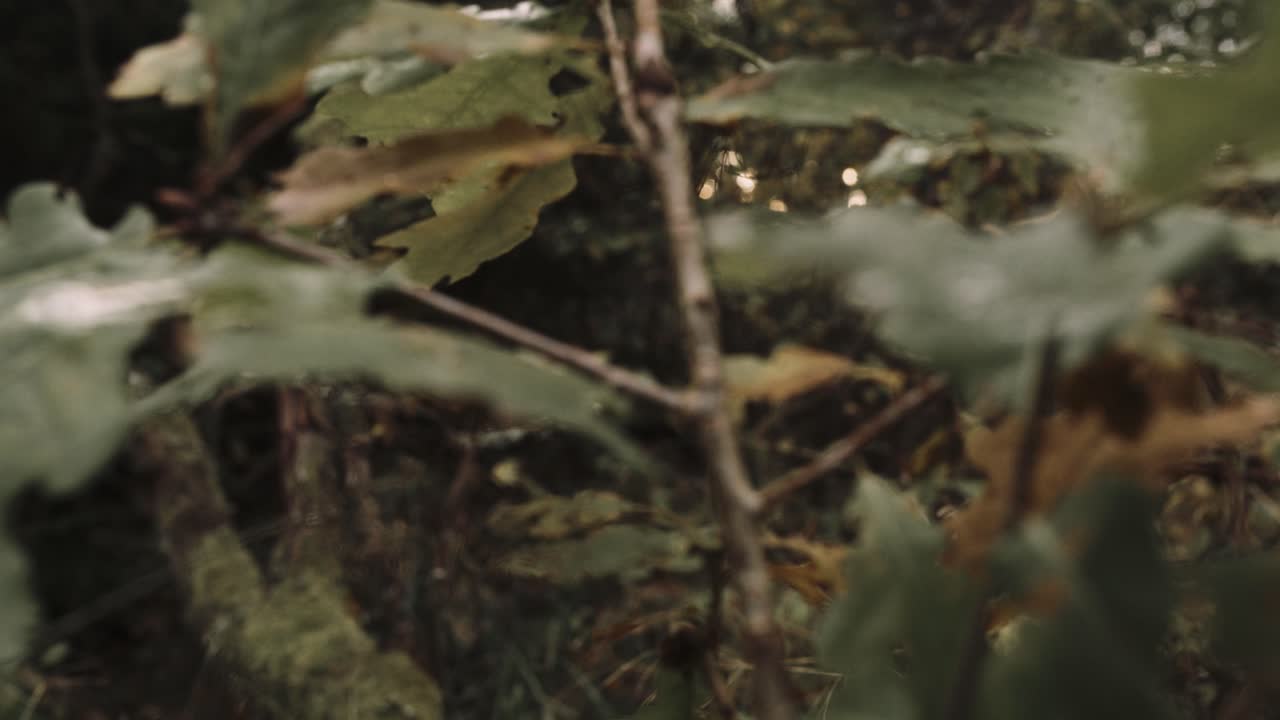 árbol de roble en el otoño, primer plano
