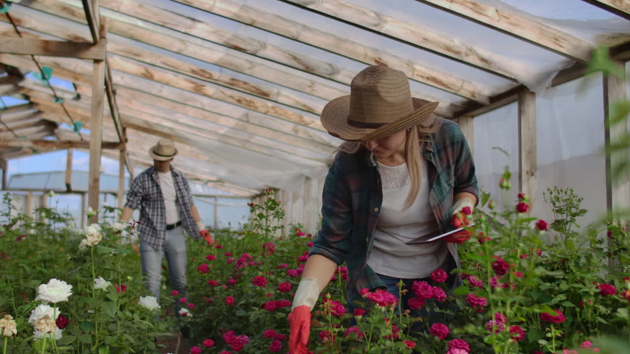 Due agricoltori felici lavorano in una serra con fiori utilizzando tablet per monitorare e registrare i raccolti per acquirenti e fornitori di fiori ai negozi, una piccola impresa e colleghi che collaborano.