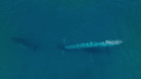 Toma-Aérea-Mediana-A-Vista-De-Pájaro-De-Tres-Ballenas-Jorobadas-Nadando-Juntas,-Una-Ballena-Soplando-Un-Chorro-De-Burbujas-Para-Su-Compañera-Antes-De-Que-Ambas-Salgan-A-La-Superficie-Para-Soplar.