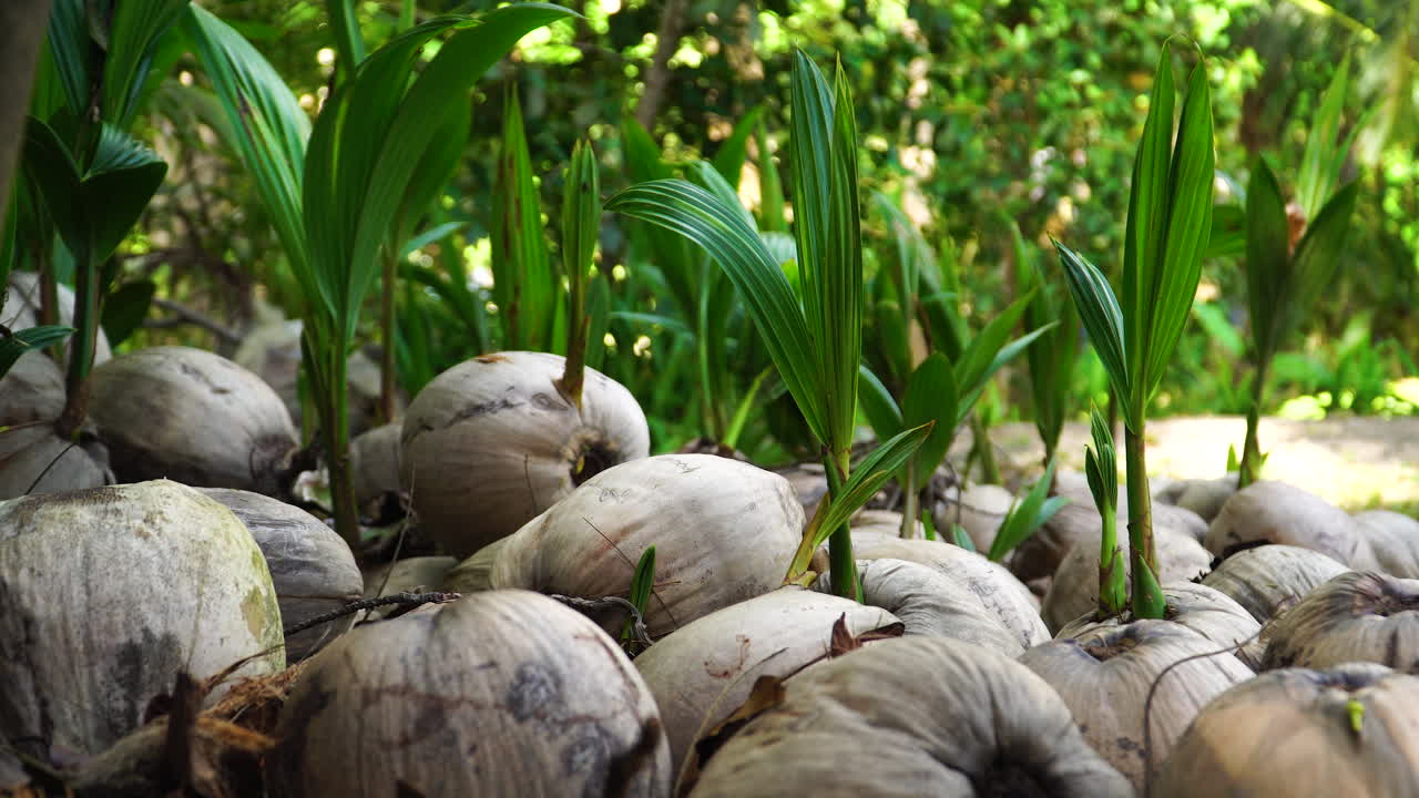 palmeras que brotan de los cocos, de cerca inclinado hacia arriba vista