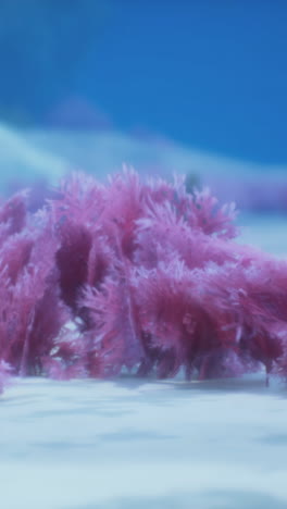 pink coral in a tropical sea