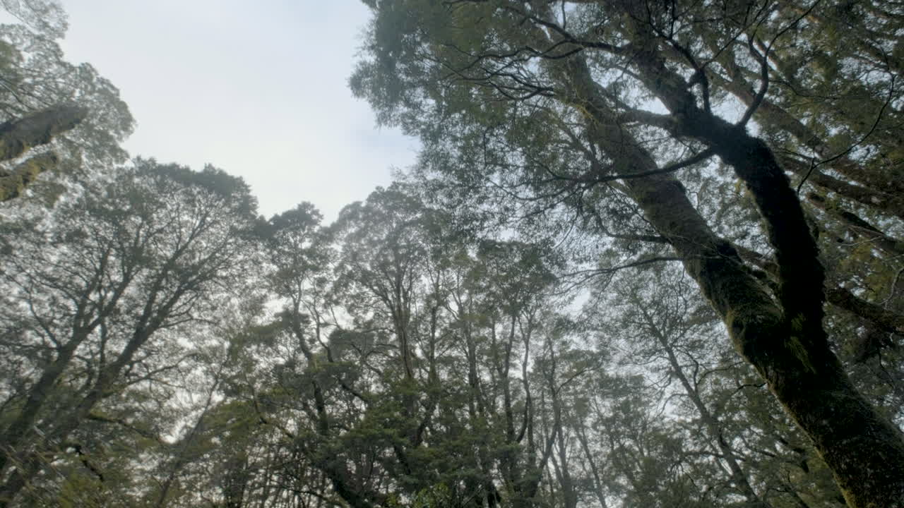 키 큰 나무 사이 무성한 녹색 숲을 통해 이동