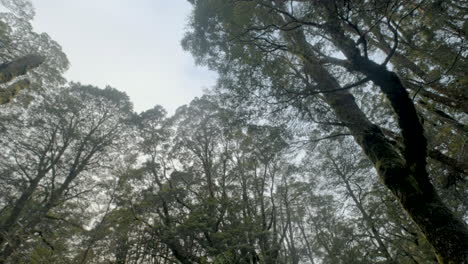moviéndose a través de un exuberante bosque verde entre árboles altos