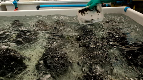 worker on aquaculture farm dropping container full of abalone spat into tank