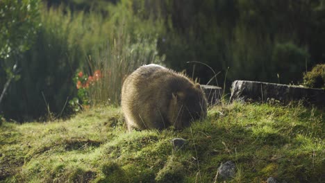 Cute-chubby-wombat-scratching-itself-and-eating-grass