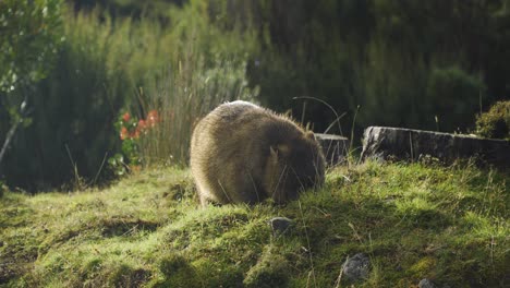 lindo wombat gordito rascándose y comiendo hierba