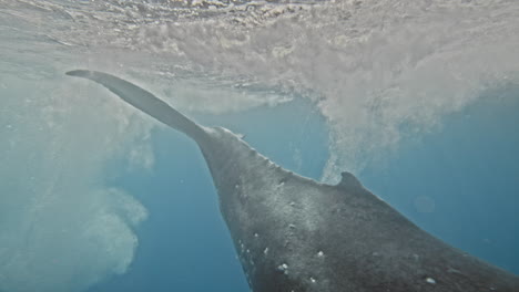 la cola o el fluke de la ballena jorobada golpea la superficie del agua impulsando al majestuoso mamífero hacia el agua.