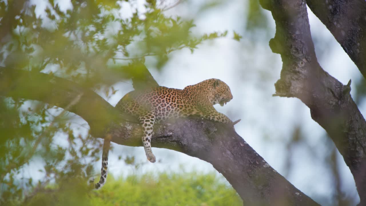 Tipik benekli Afrika leoparı ağaç dalında dinleniyor ve soluk soluğa.