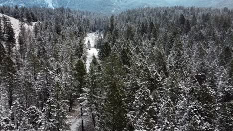 green pine trees are covered with snow in mountains