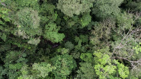 Small-jungle-stream-flowing-in-lush-rainforest-foliage,-Costa-Rica