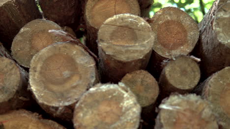 right to left large stack of lumber logs close up and macro, natural environment cut off