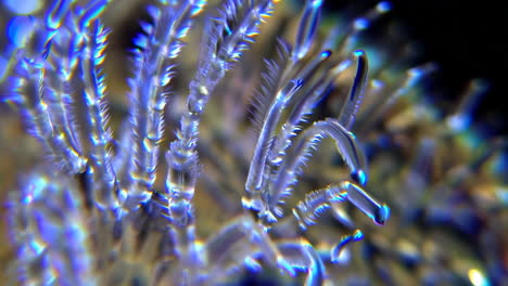 abstract macro of iridescent marine life