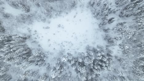 Frozen-Pine-Trees-in-Pyha,-Finland---Bird's-Eye-View