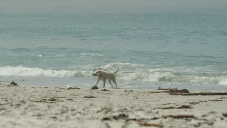 dog fetching stick and running on beach in carmel, ca