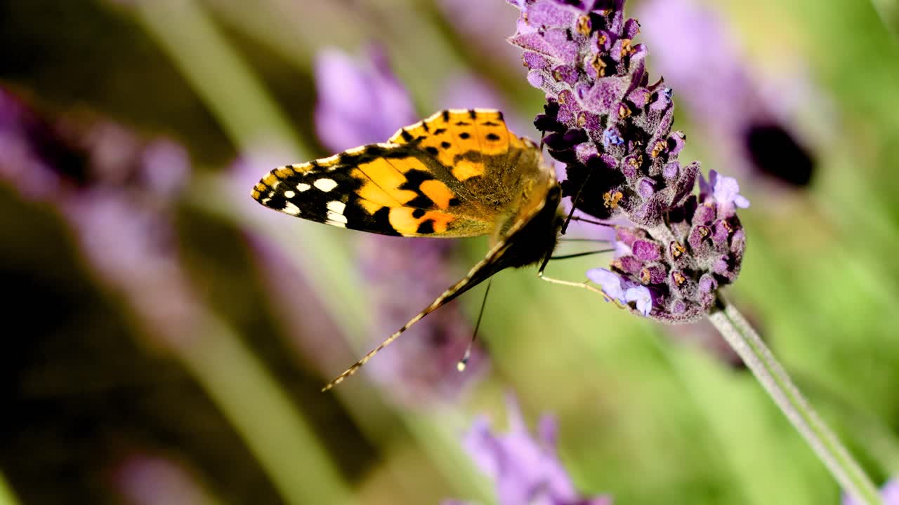 una mariposa se sienta en un poco de lavanda y luego se va volando