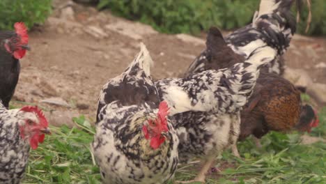 natural, free range chickens roaming free in farmyard