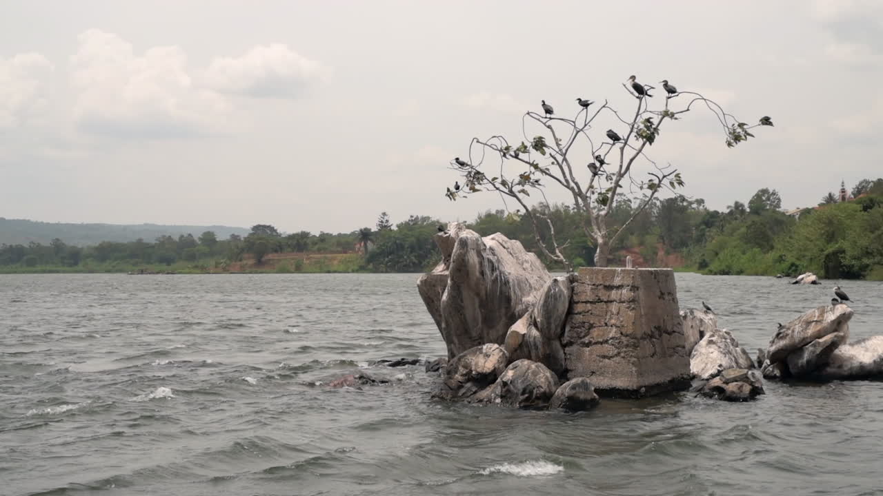 los pájaros se agrupan en una isla de hormigón en el medio de la fuente del río nilo en jinja, uganda.