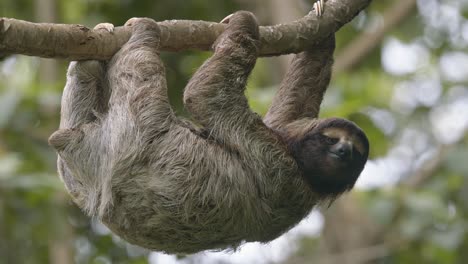 arboreal three fingered hairy sloth casually hangs from rainforest tree costa rica