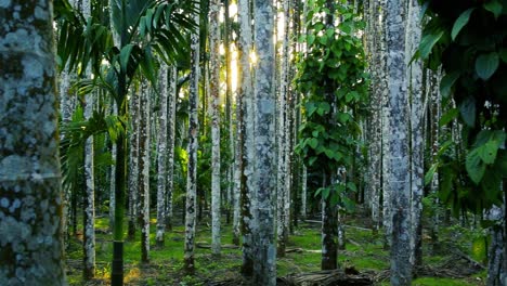 rows of areca nut trees and banana trees in the distance