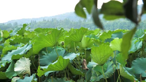 lotus plants during rainy day at west lake, xi hu