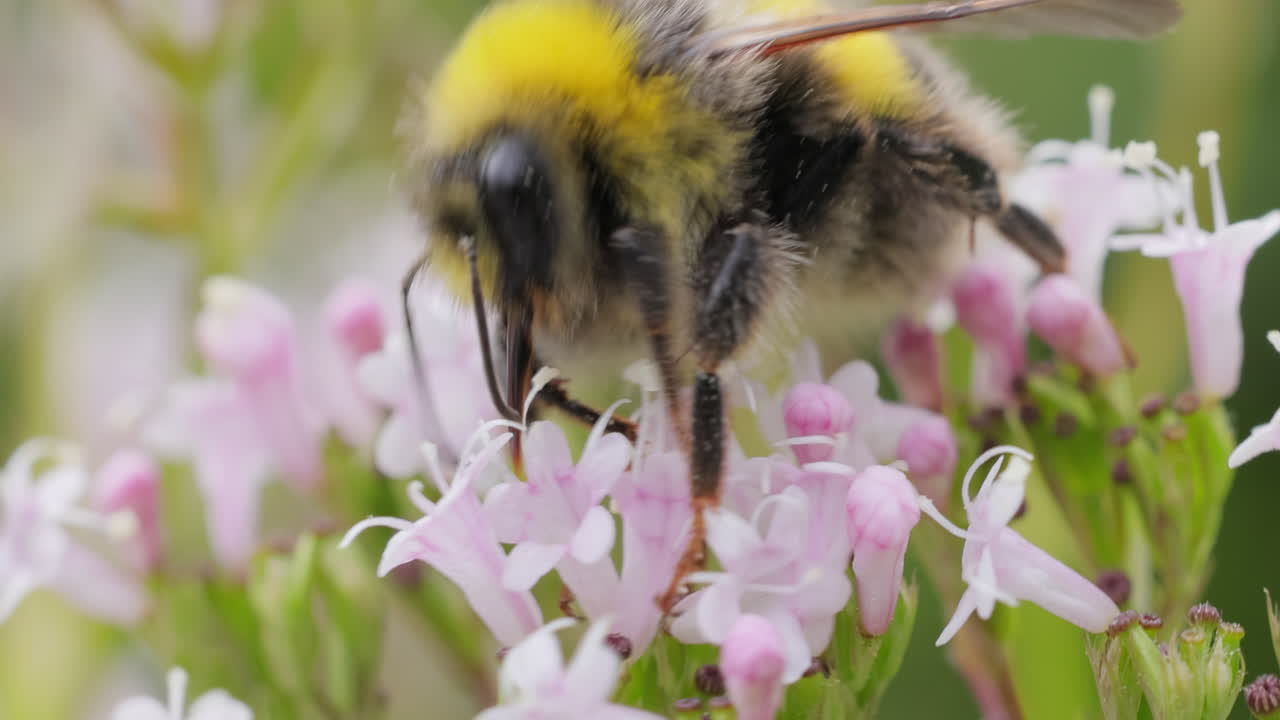 Bumblebee collects flower nectar at sunny day. Bumble bee in macro shot in slow motion