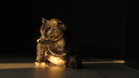 gato gordo limpiándose a sí mismo - plano medio