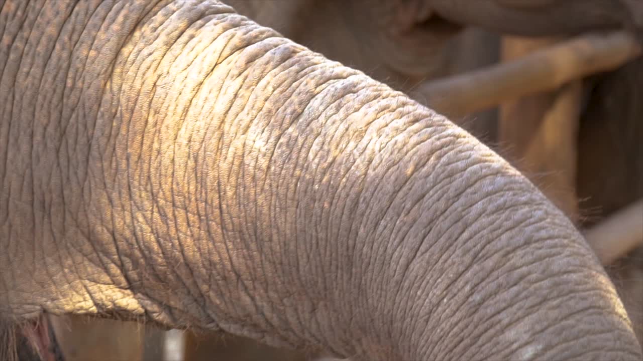 слоны таиланда