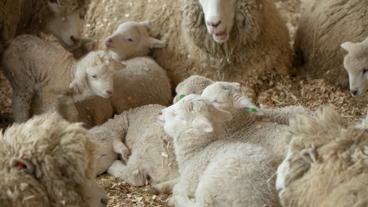 adorables corderos jóvenes descansando en el suelo dentro del granero en el cobertizo del rancho de ovejas merino