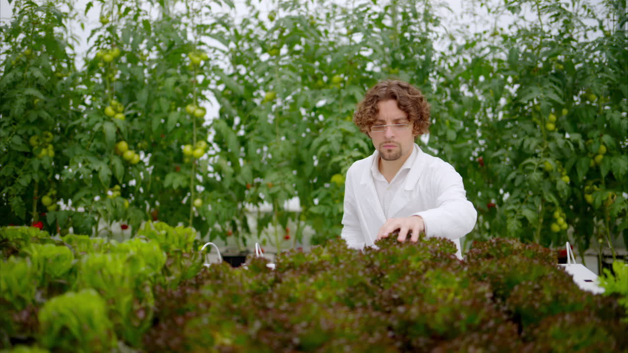 Laboratory technician in a white coat, holding a tablet while analysing plants grown with the Hydroponic method in a greenhouse